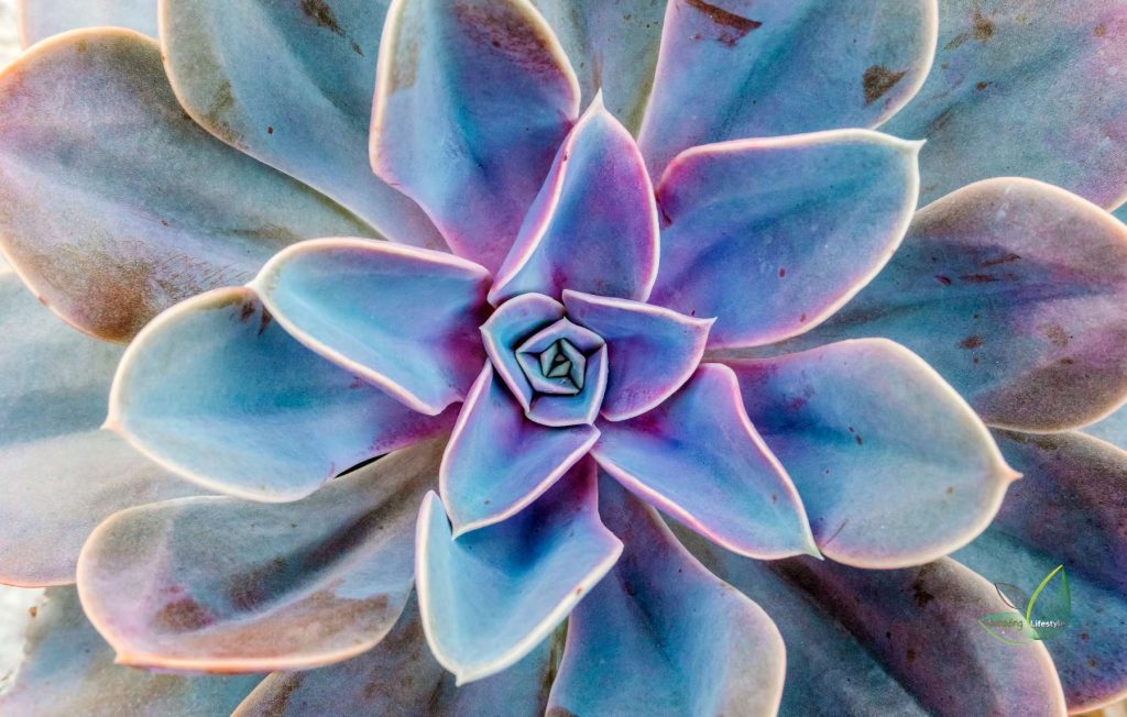 Best Succulents to pair together