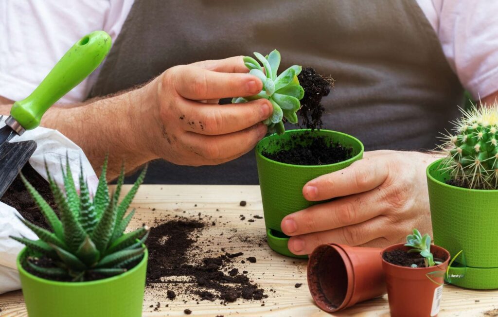 How to repot succulents