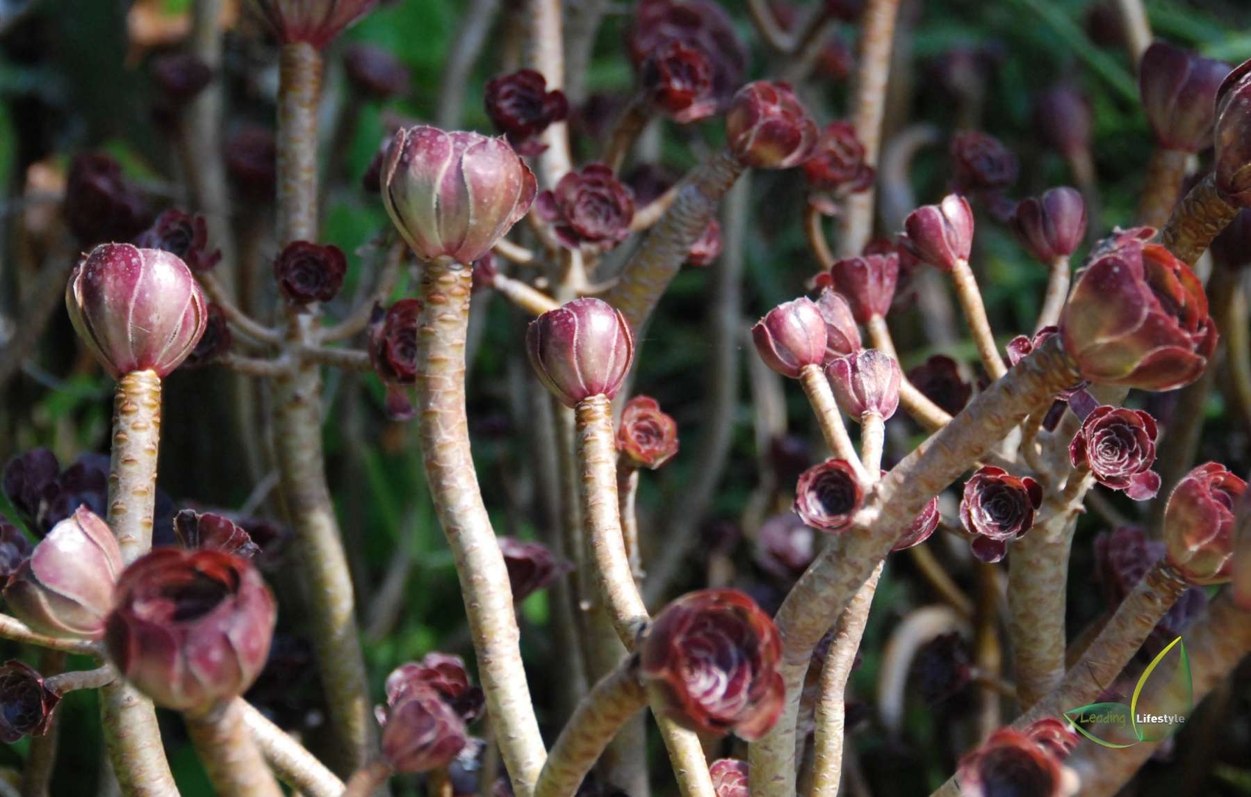 Black Rose Succulent propagate 1 Leading Lifestyle PathosBay