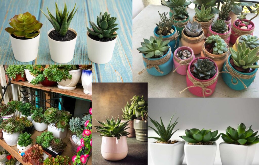Best-Pots-for-Succulents.jpg