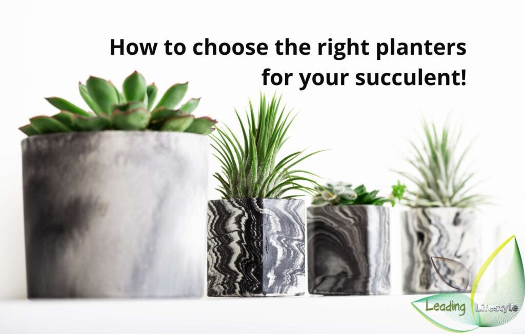Best-Succulent-Planters-Leading-Lifestyle-PathosBay.jpeg