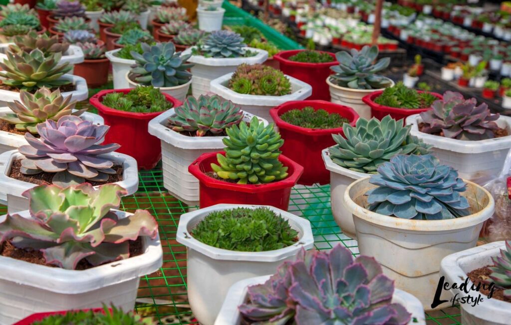 Best-Succulents-For-Beginners-_-Leading-Lifestyle.jpg