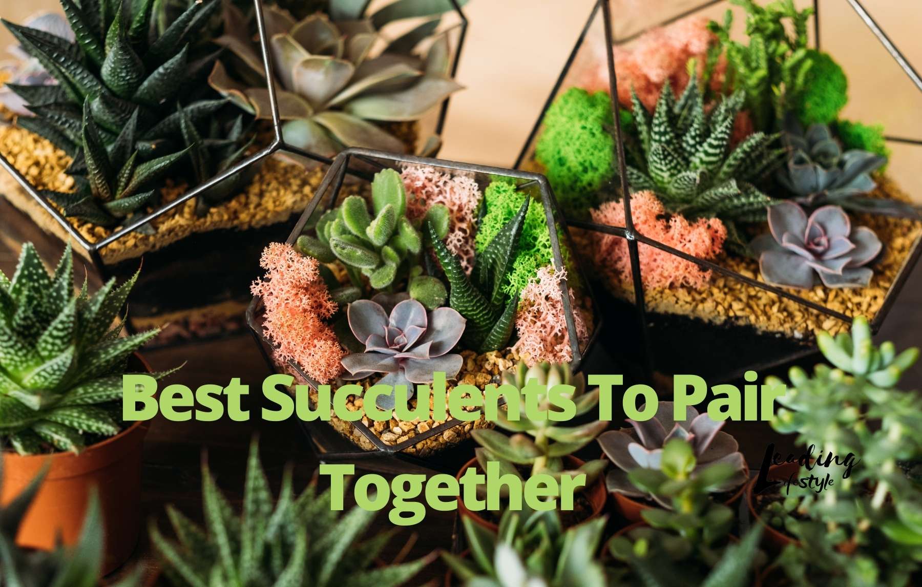 Best-Succulents-To-Pair-Together-1.jpg