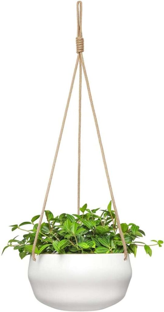 Best-succulents-pot-hanging.jpg