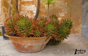 Succulents growing in a shaded garden spot away from direct sun