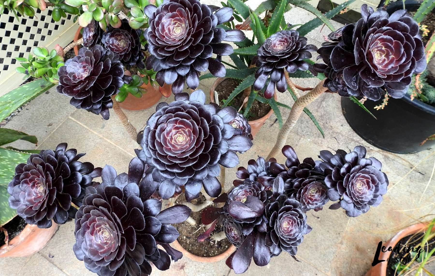 CUTTING Aeonium Arboreum 'Zwartkop' Black Rose Cactus Succulent plant 6-8in 1 