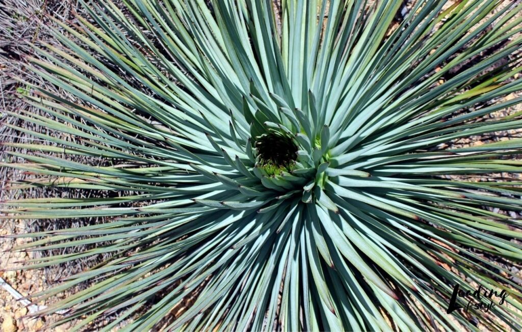 Blue-Beaked-Yucca-Leading-Lifestyle-_-PathosBay.jpeg
