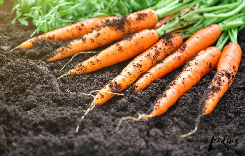 Carrots-Leading-Lifestyle-_-PathosBay.jpg