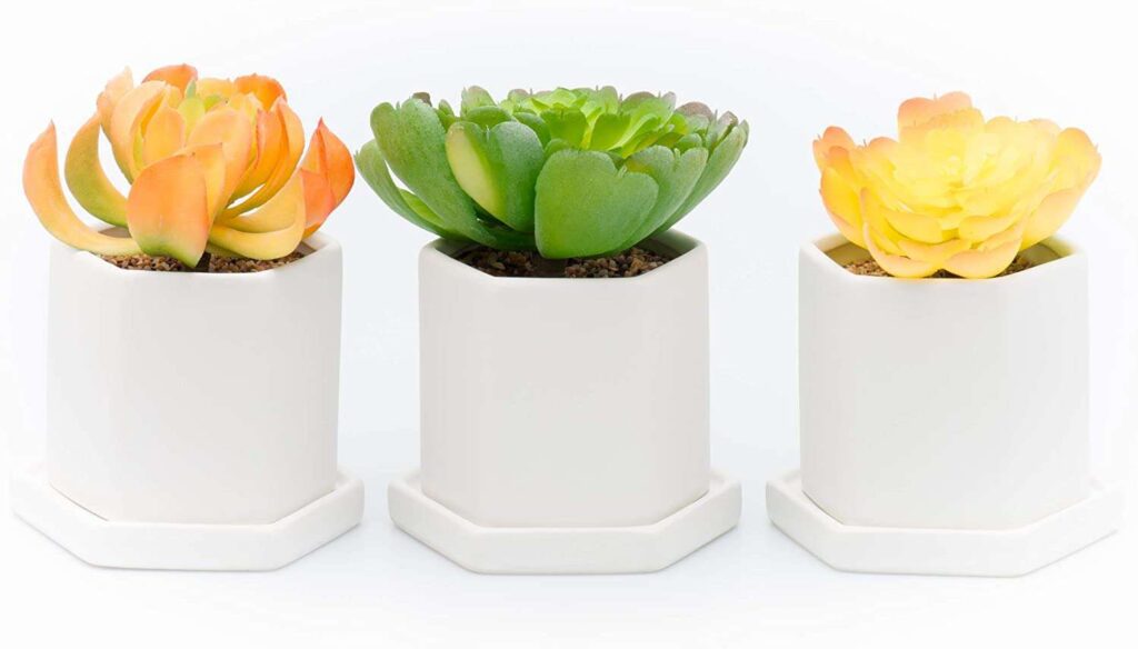 Desktop-succulents-pot.jpg