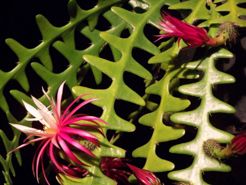 Fishbone-Cactus-Selenicereus-anthonyanus.jpeg