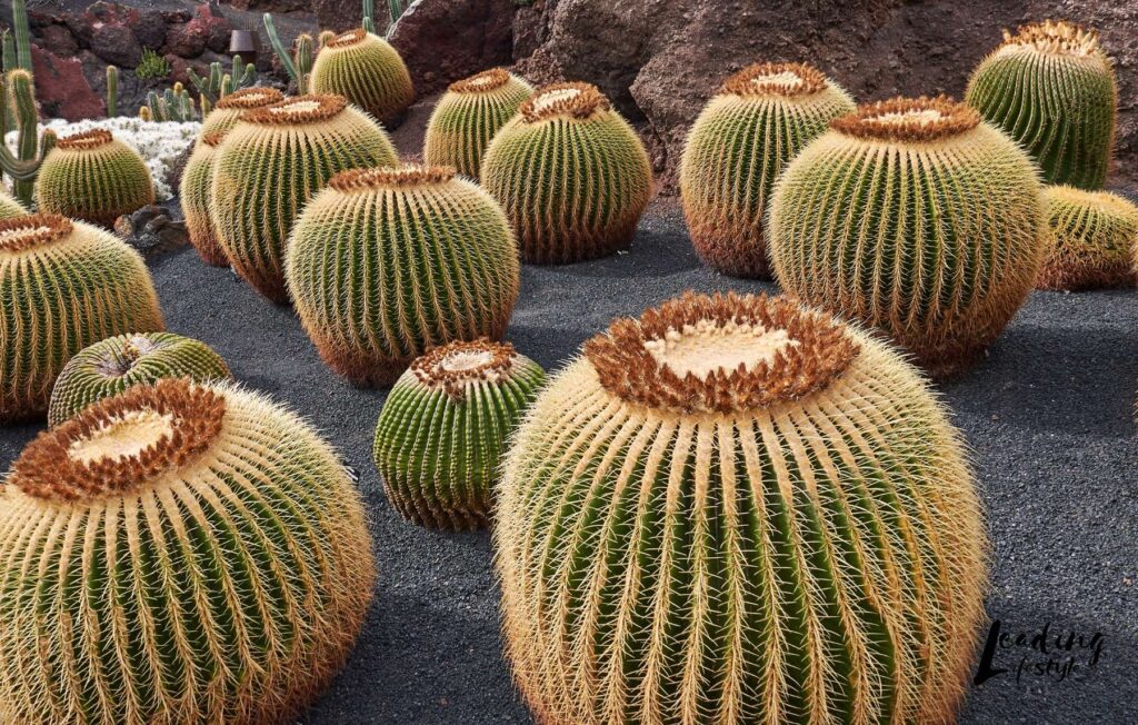 Golden-Barrel-Cactus-Leading-Lifestyle-_-PathosBay.jpeg