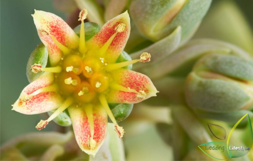 Graptopetalum-paraguayense-Flower-Leading-Lifestyle-PathosBay.jpeg