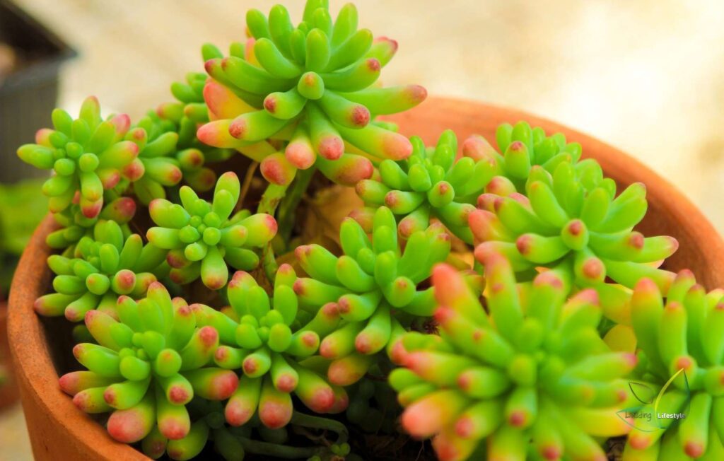 Green Jelly bean succulent Leading Lifestyle PathosBay