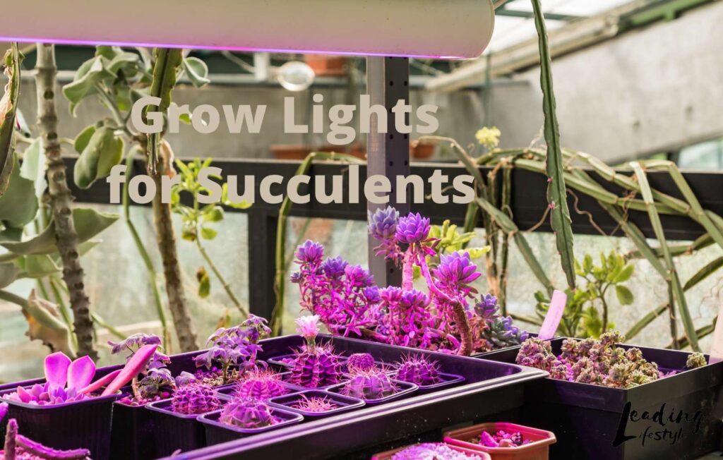 Grow-Lights-for-Succulents-Text-Leading-Lifestyle-_-PathosBay.jpg