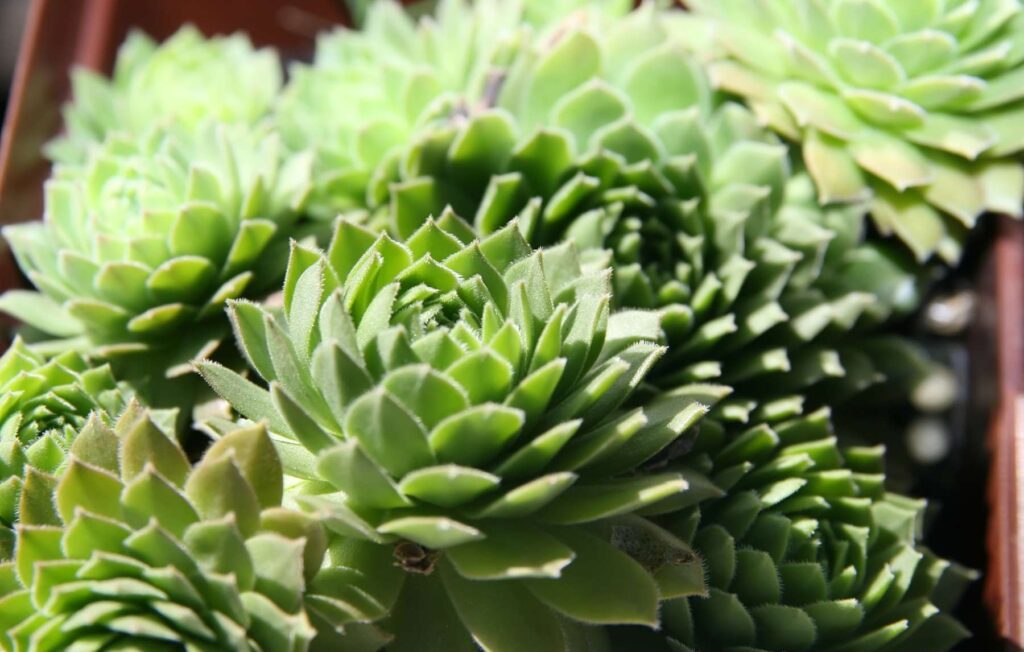 Best Succulents to Grow Indoors | Leading Lifestyle