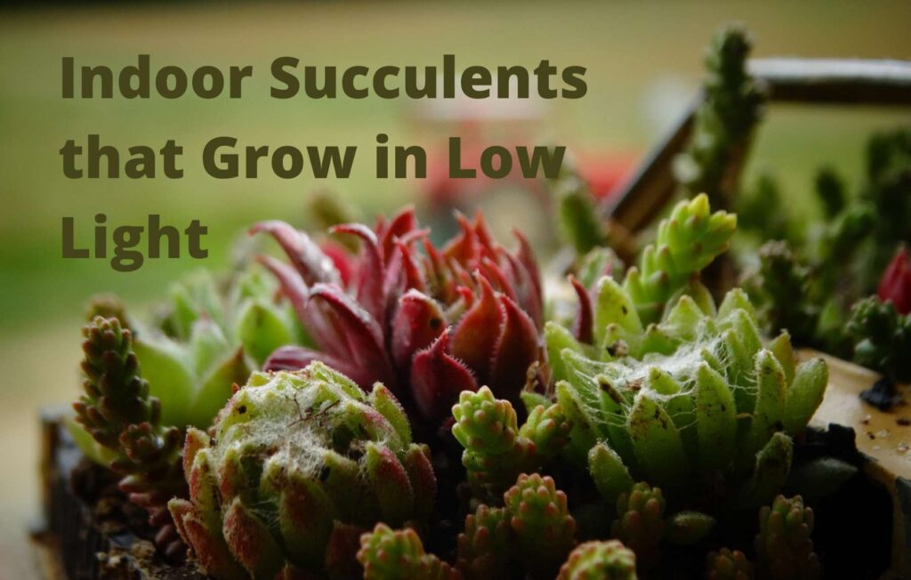 Indoor-Succulents-that-Grow-in-Low-Light.jpg
