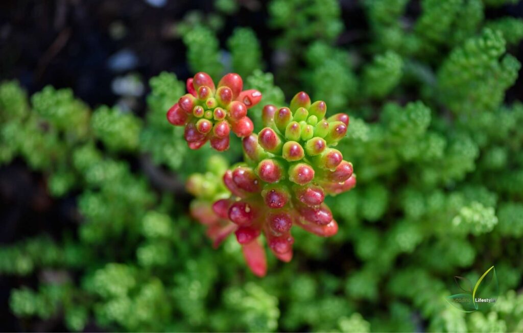 Jelly Bean Succulent