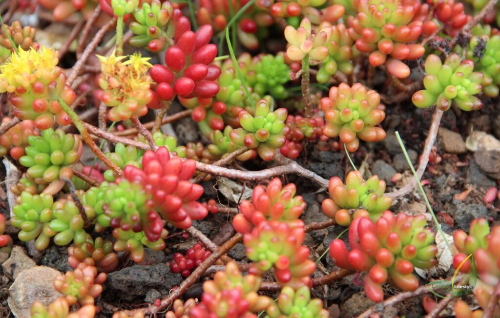 Jelly Bean Succulent Fact | Leading Lifestyle PathosBay (1)