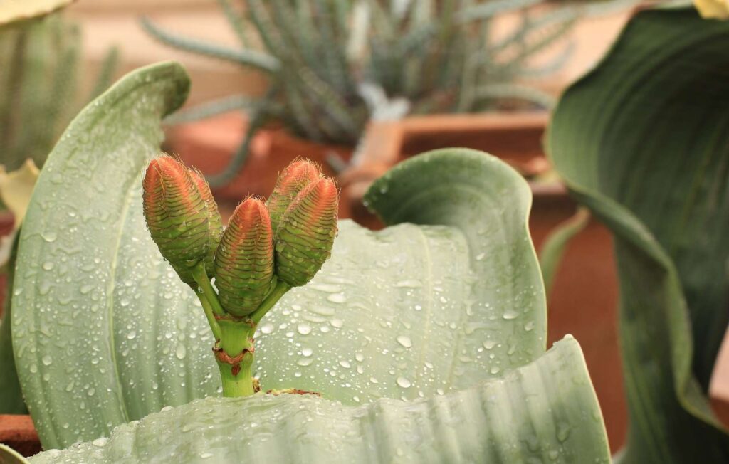 Large-indoor-succulents-growing-in-terracotta-bowls-PathosBay.jpg