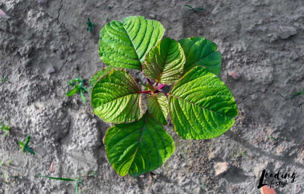 Leaf-amaranth-Leading-Lifestyle-_-PathosBay.jpg