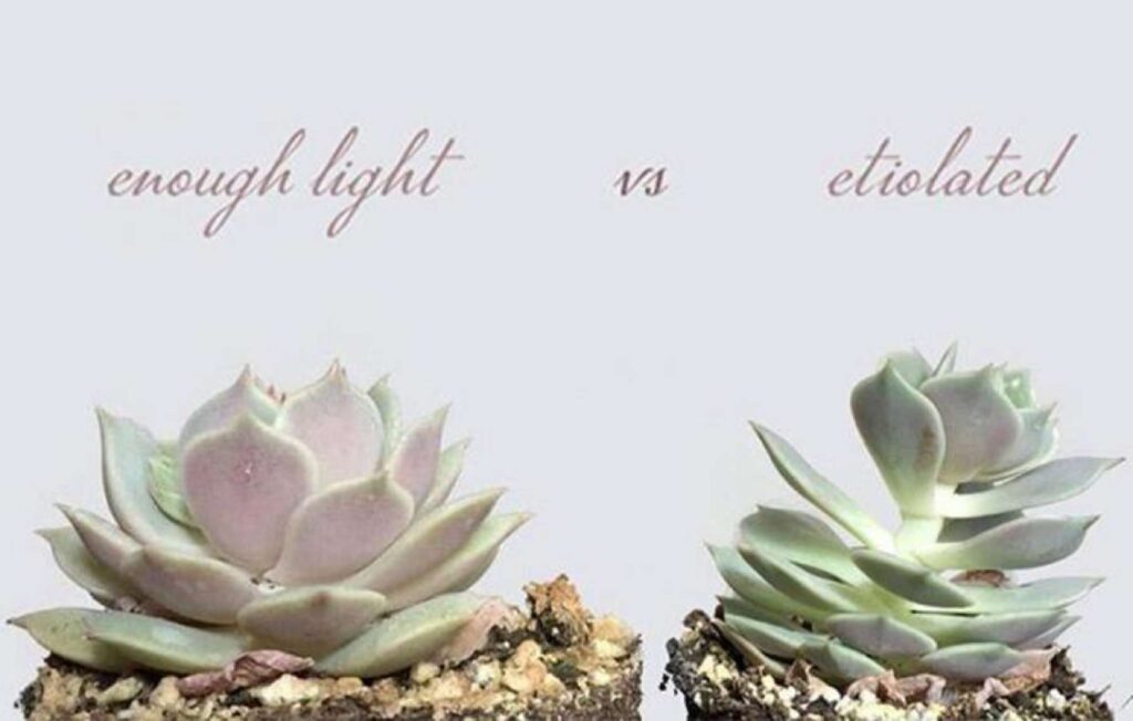 Low-light-succulents-Leading-Lifestyle-_-PathosBay.jpg