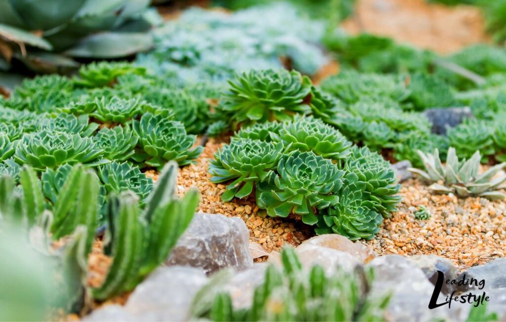 Outdoor-Succulents-in-ground-PathosBay-_-Leading-Lifestyle.jpeg