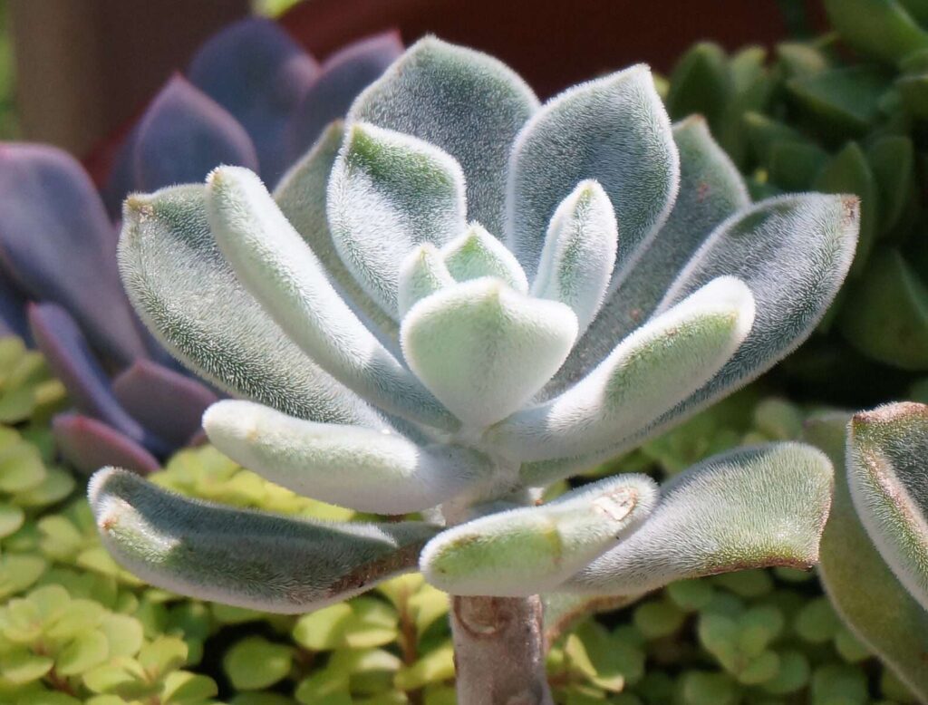 Best Succulents to Grow Indoors | Leading Lifestyle