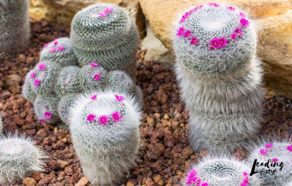 Pincushion-cactus-Leading-Lifestyle-_-PathosBay.jpeg