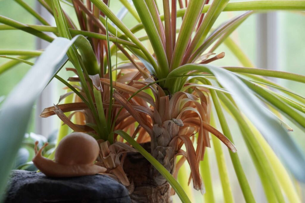 Ponytail-Palm.jpg