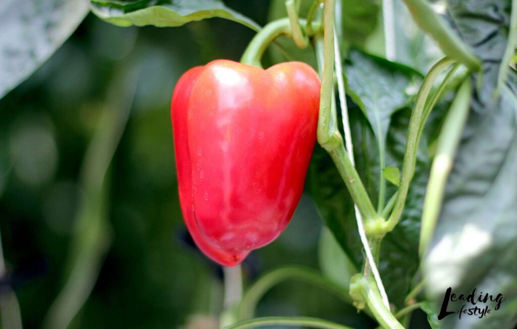 Red-bell-peppers-Leading-Lifestyle-_-PathosBay.jpg