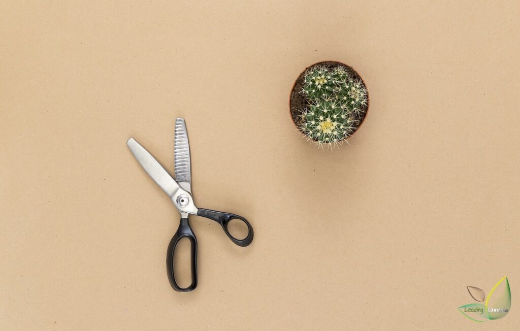Scissors-for-succulents-Leading-Lifestyle-PathosBa.jpg