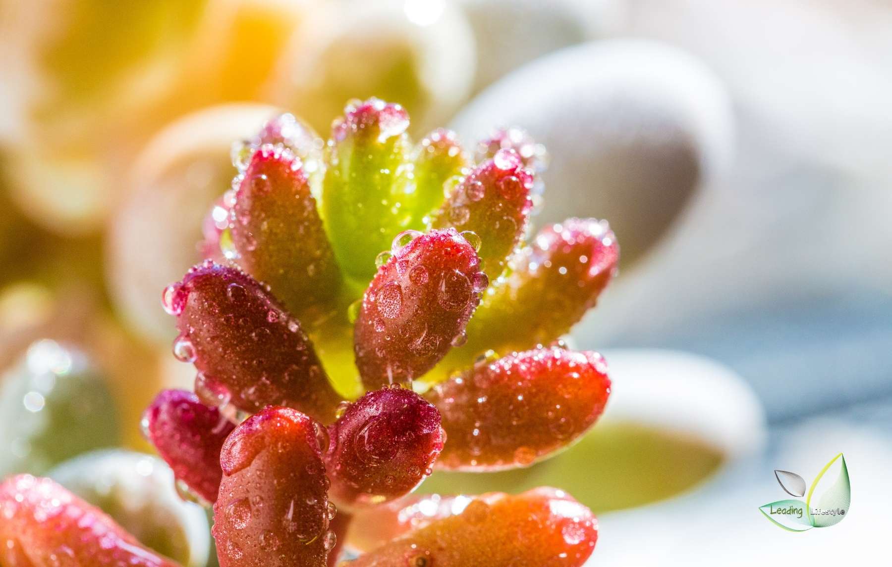 Jelly Bean Succulent Cover