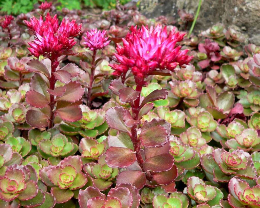 Sedum-spurium.jpg