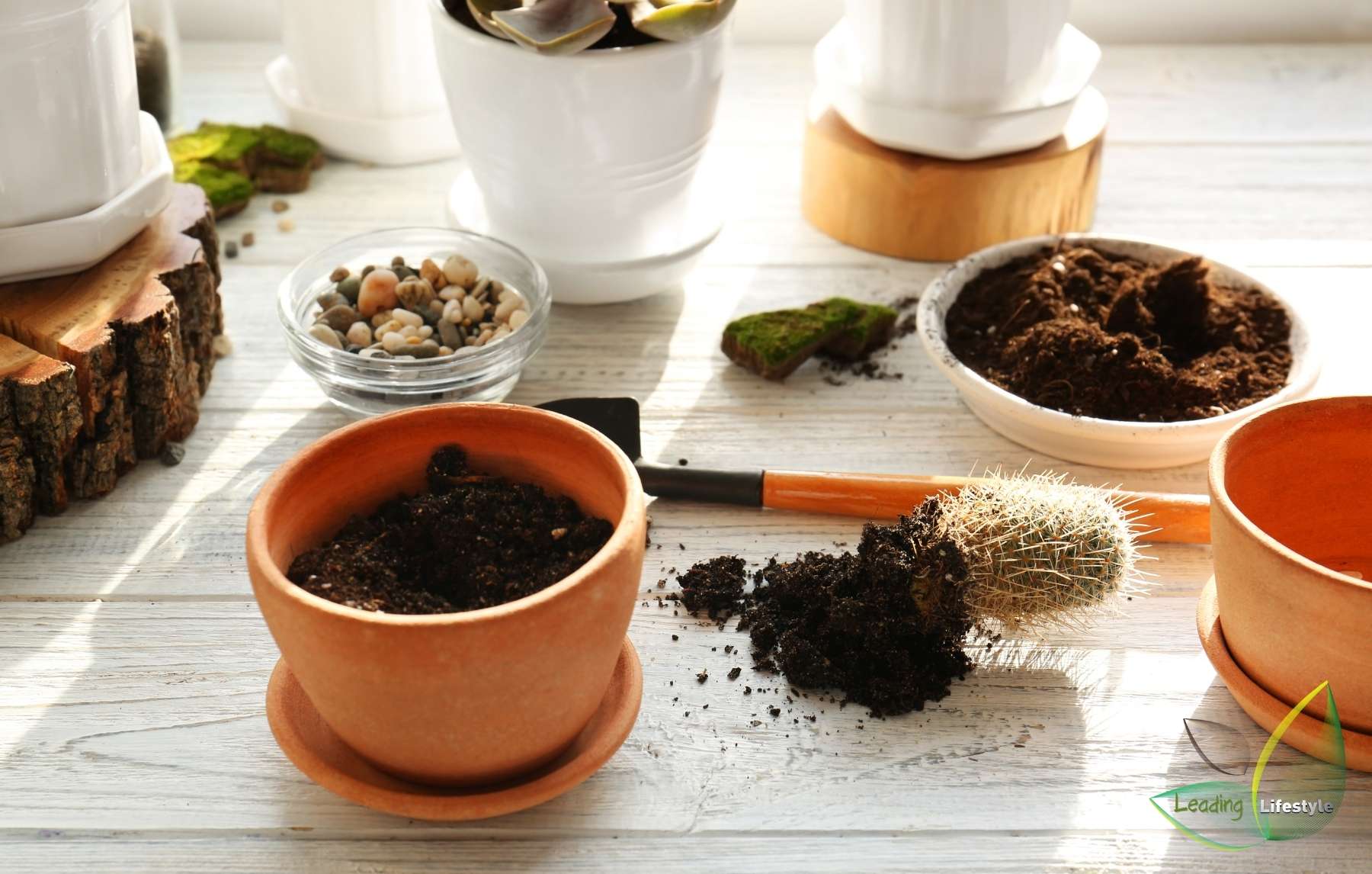 Soil and pot for Split Rock succulent
