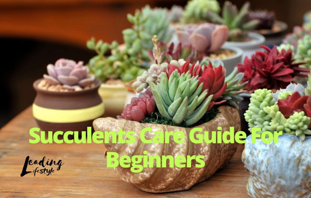 Succulents-Care-Guide-For-Beginners-PathosBay.jpg