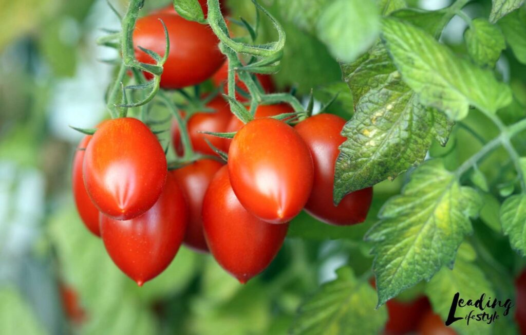 Tomatoes-Leading-Lifestyle-PathosBay.jpg