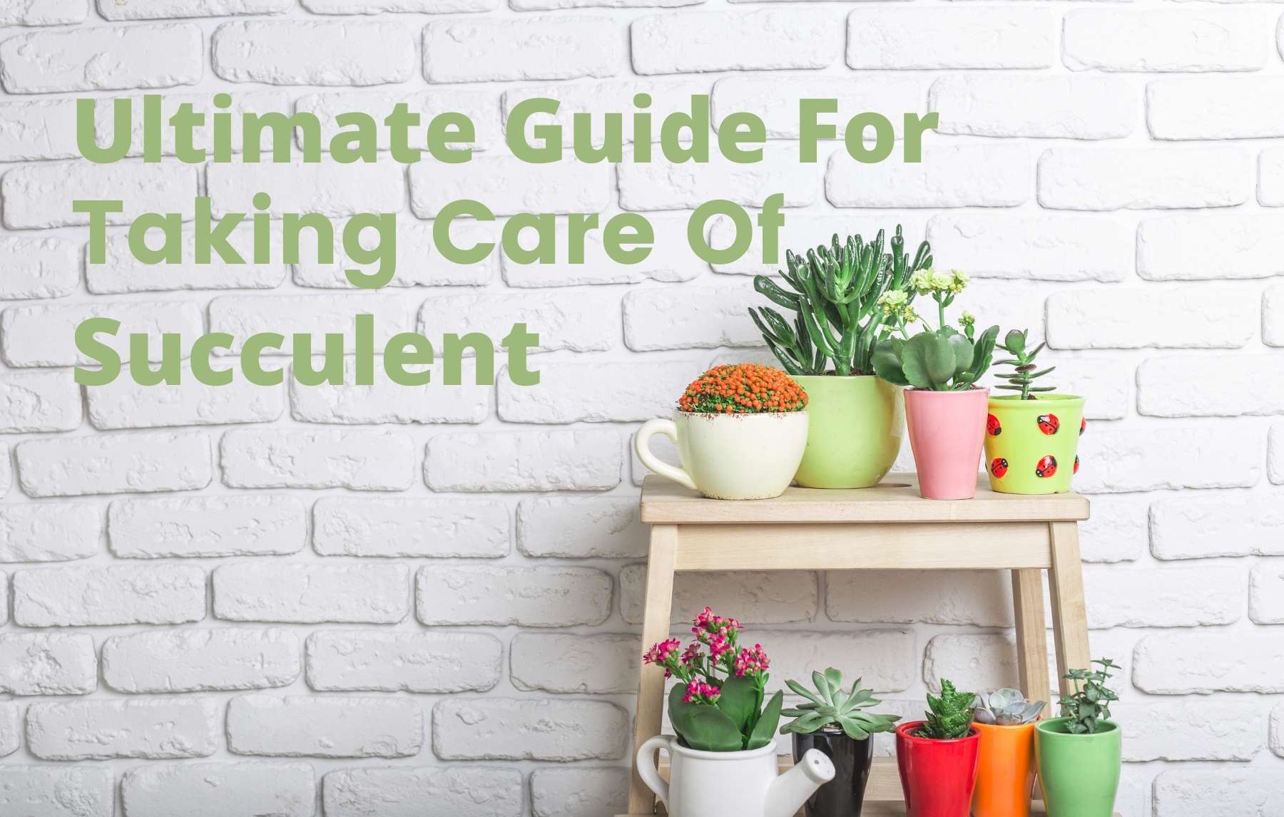 How To Take Care Of Succulent Plants Ultimate Guide Leading Lifestyle