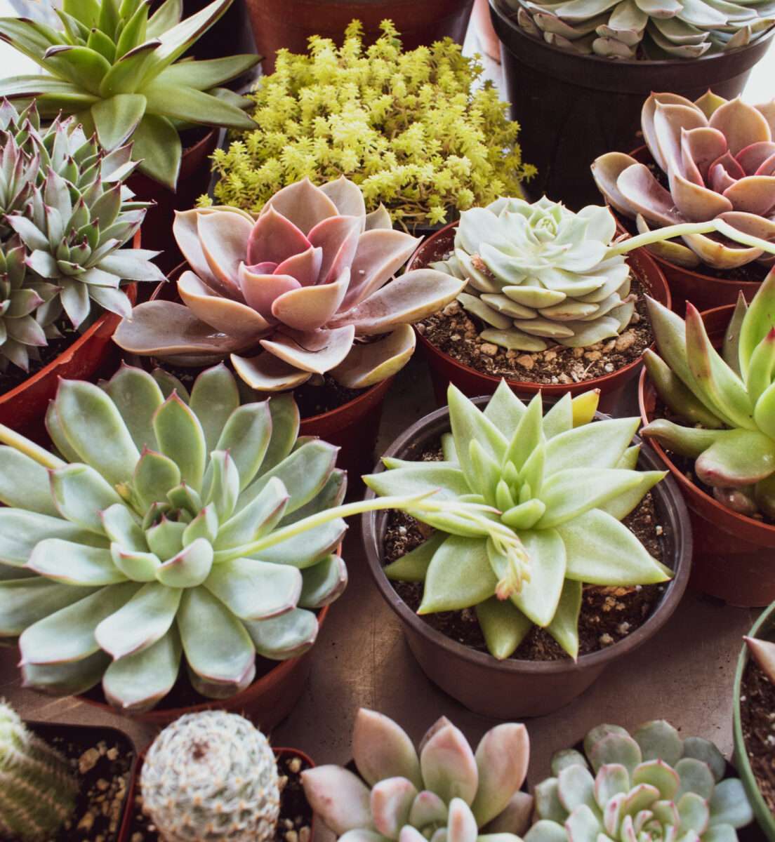 Some Of The Easiest Succulents that You Can Grow Indoors