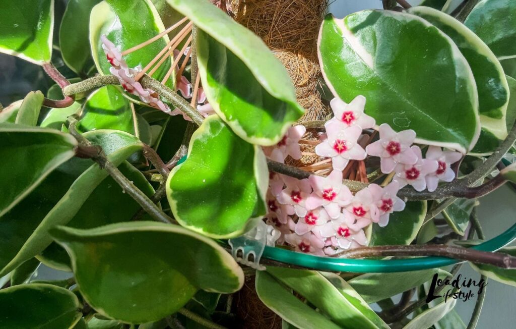 Wax-Plant-Hoya-Pachyclada-Leading-Lifestyle-_-PathosBay.jpeg