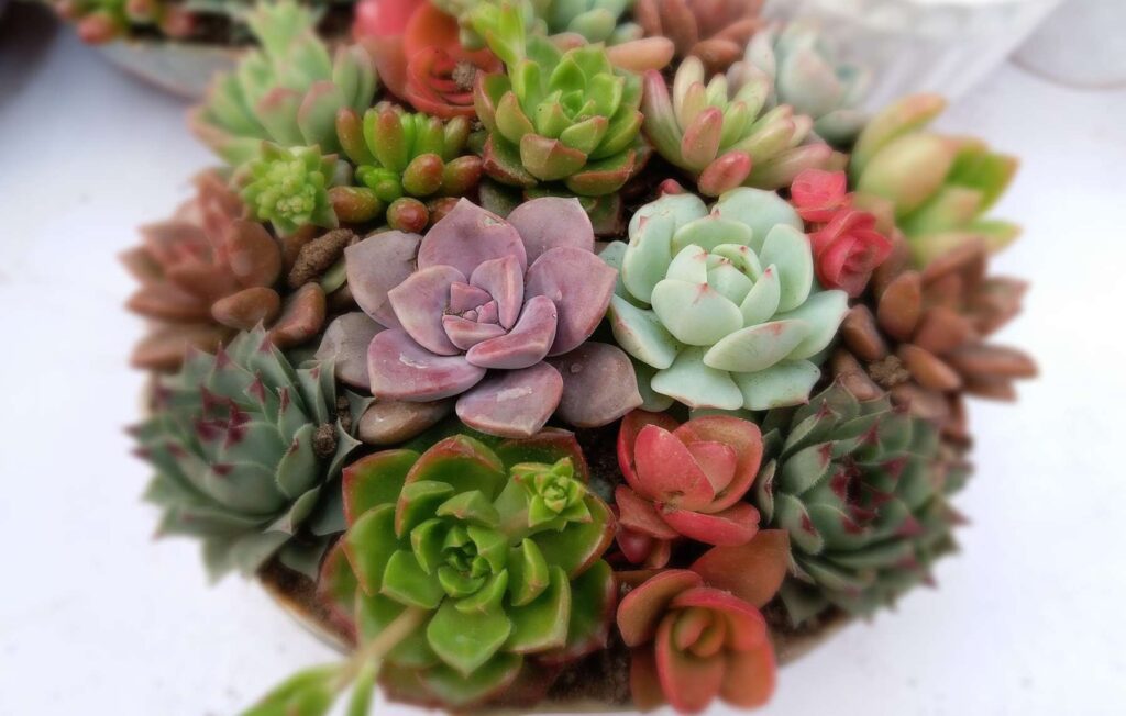 What are succulents PathosBay