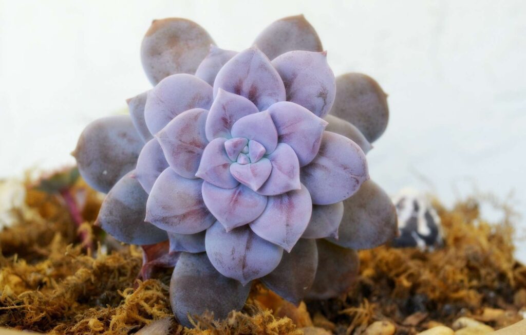 What are succulents PathosBay