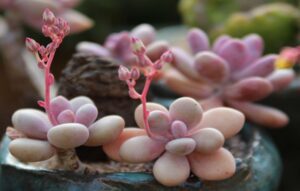 What are Succulents