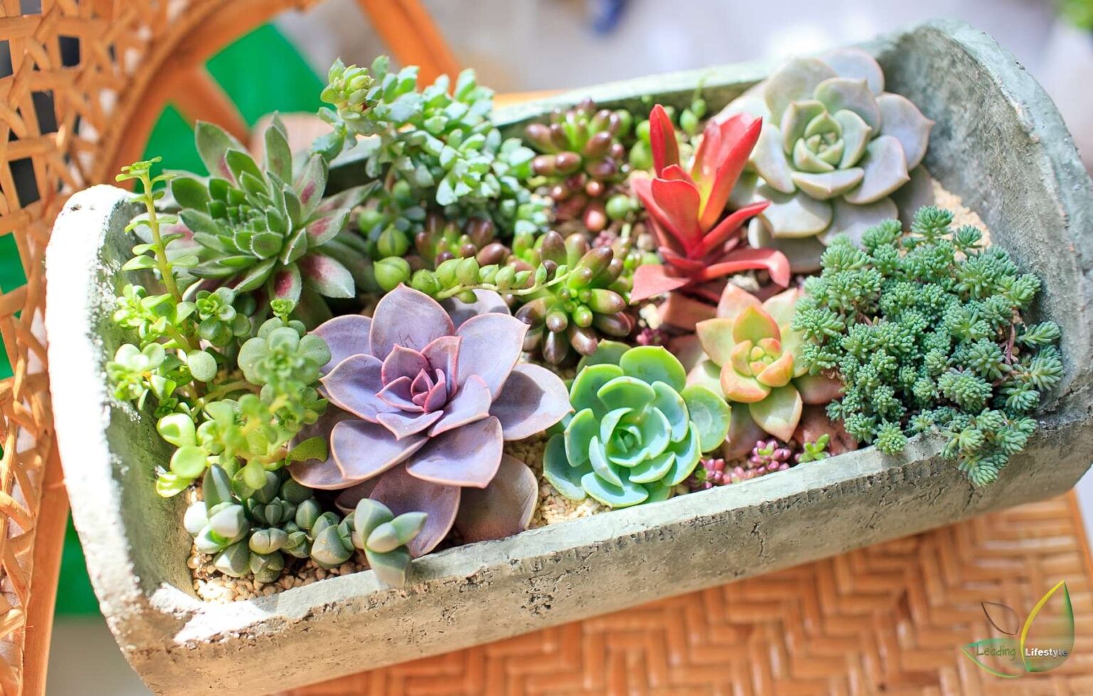 can you mix succulents with other plants