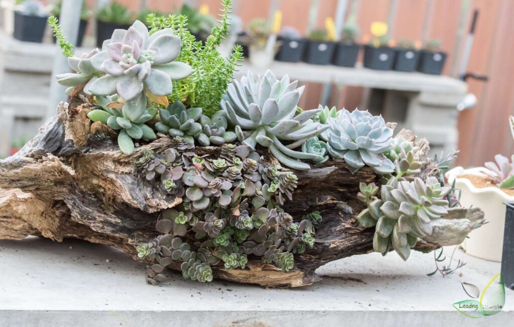 Which-succulents-can-be-planted-together.-Leading-Lifestyle-PathosBay.jpg