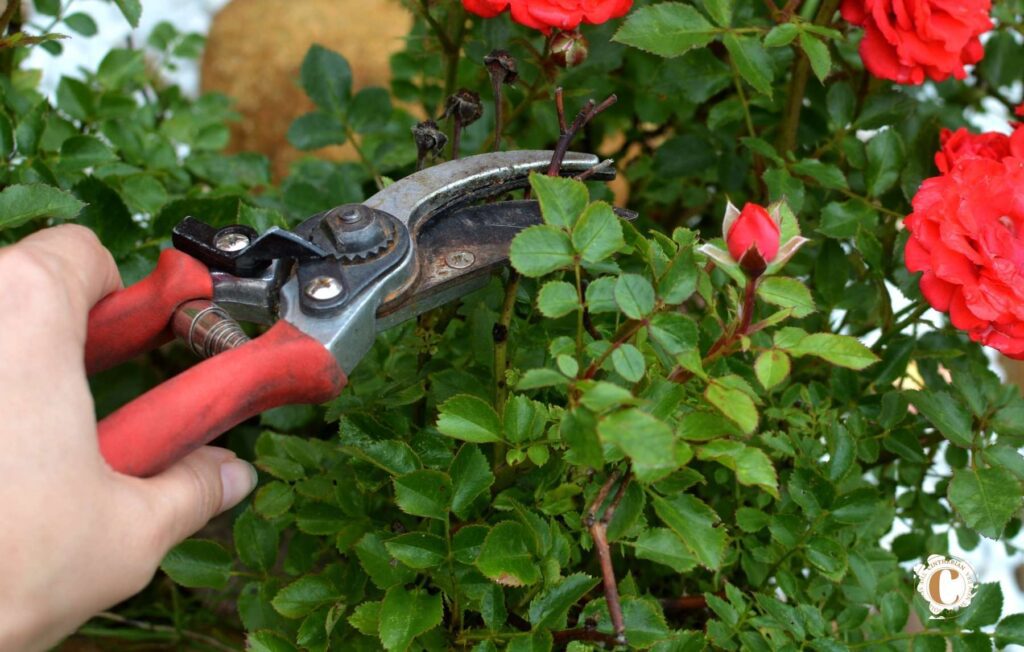 FELCO 2 one-hand pruning shears Cintherian (1)