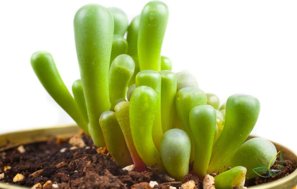 Fenestraria rhopalophylla (baby toes succulents) 1 Leading Lifestyle PathosBay