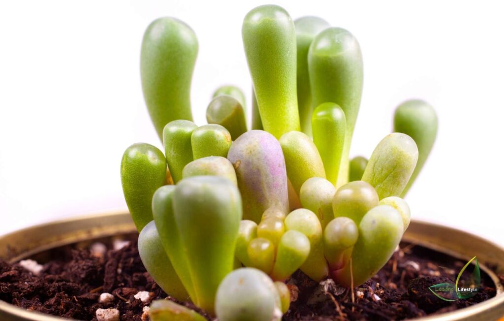 Fenestraria rhopalophylla (baby toes succulents) Cover Leading Lifestyle PathosBay (1)