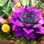 Full Sun Succulents