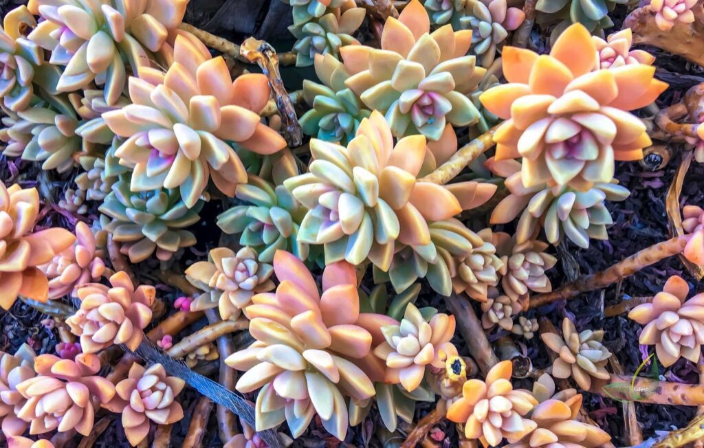 Green to pink succulents Leading Lifestyle PathosBay