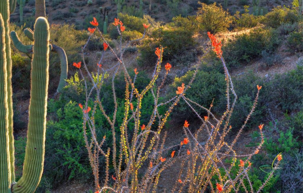 Ocotillo full sun succulent by Leading Lifestyle PathosBay